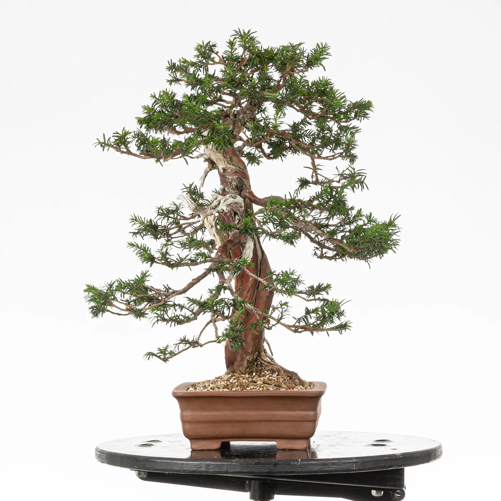 Cara derecha de bonsai de tejo