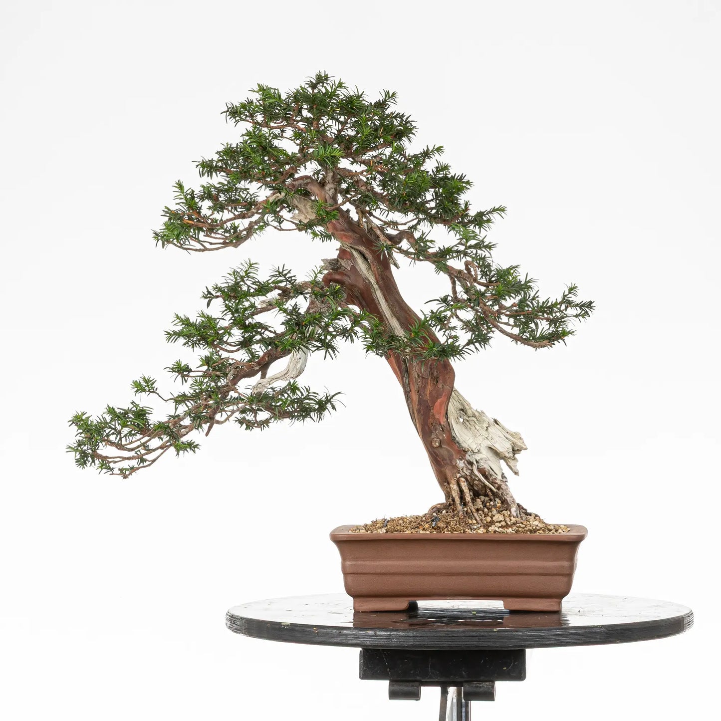 Cara trasera de bonsai de tejo