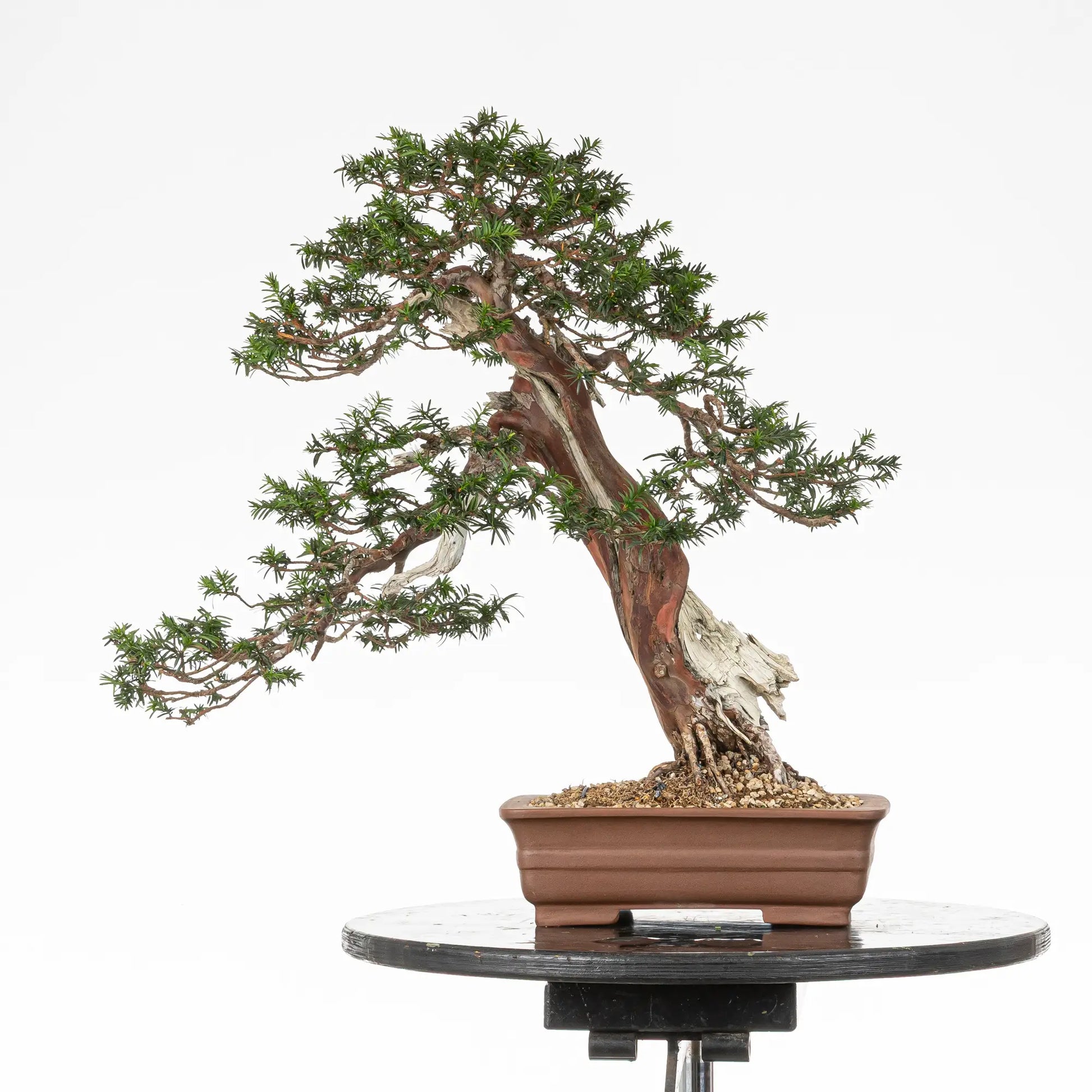 Cara trasera de bonsai de tejo