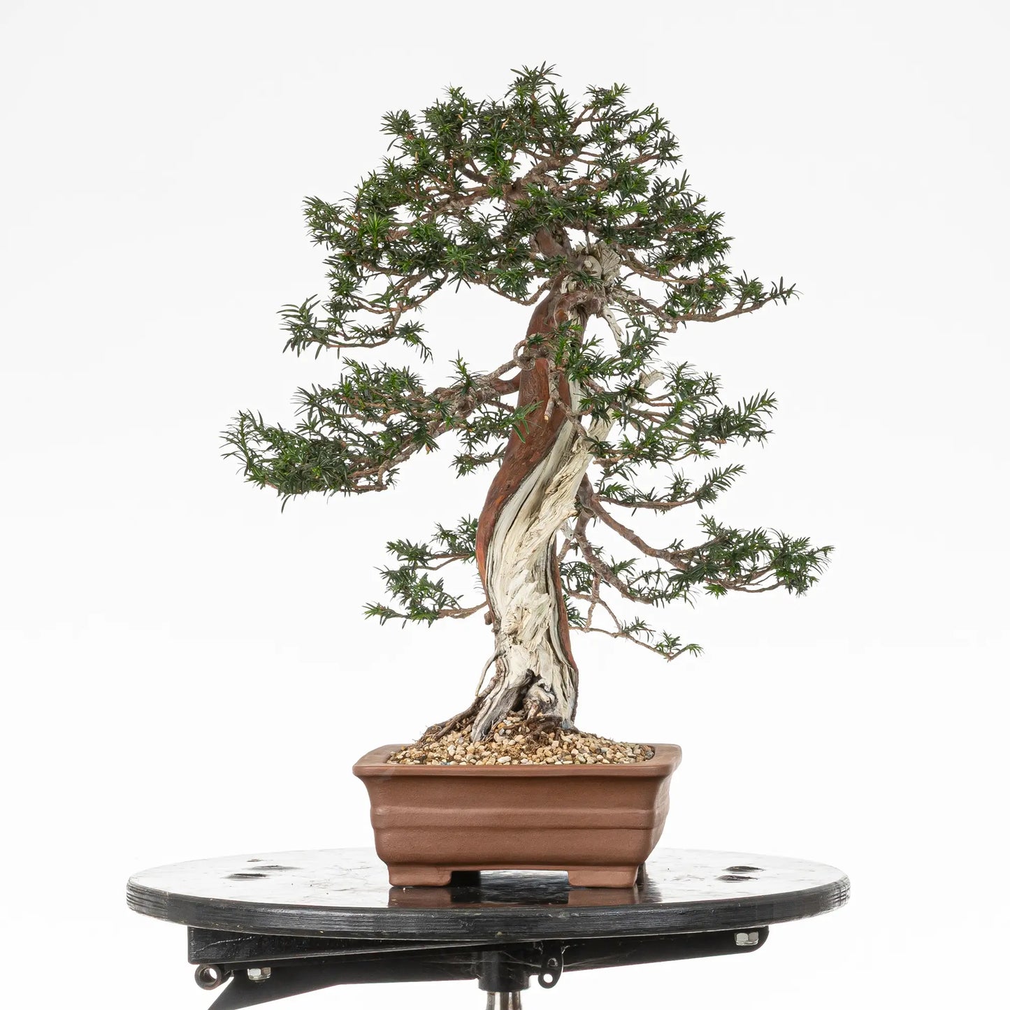 Cara izquierda de bonsai de tejo