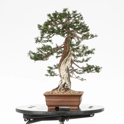 Cara izquierda de bonsai de tejo