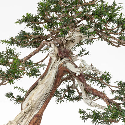 Detalle de sharis, ramas, venas y jines de bonsai de tejo