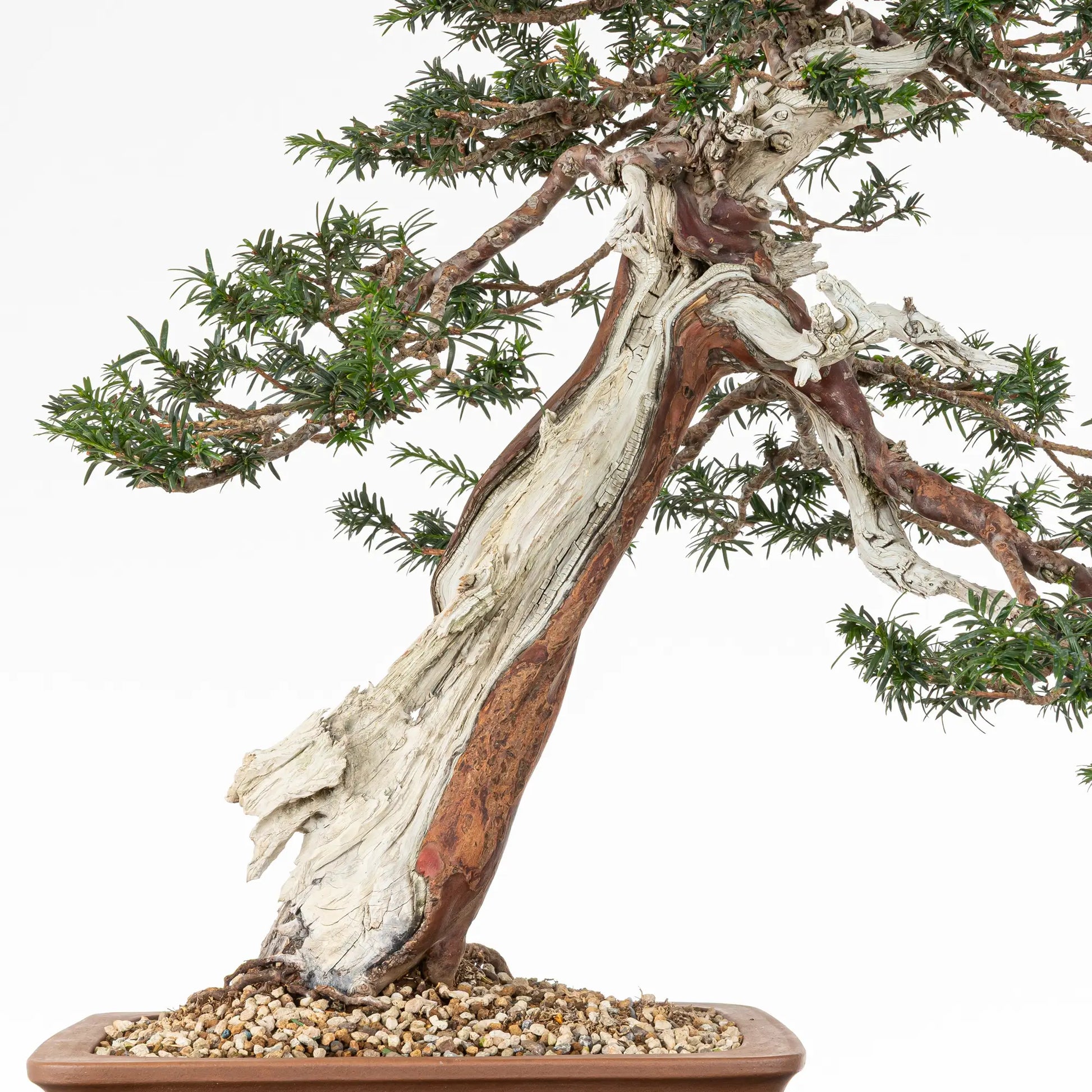 Detalle de tronco de bonsai de tejo