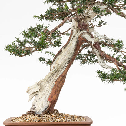 Detalle de tronco de bonsai de tejo