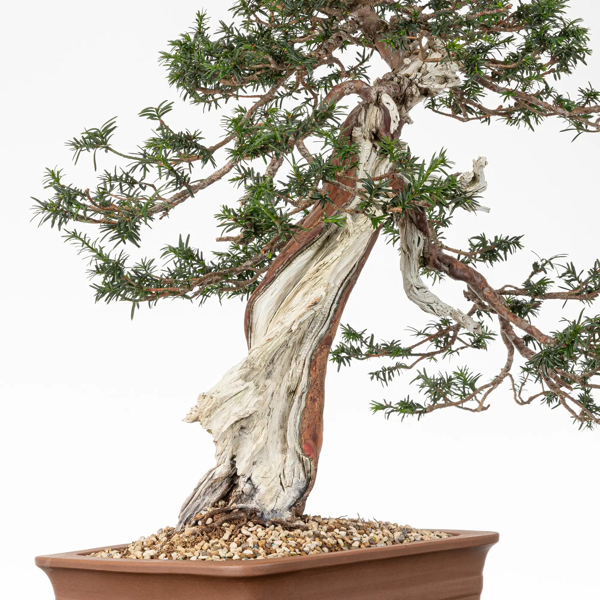 Detalle de madera, shari y tronco de bonsai de tejo