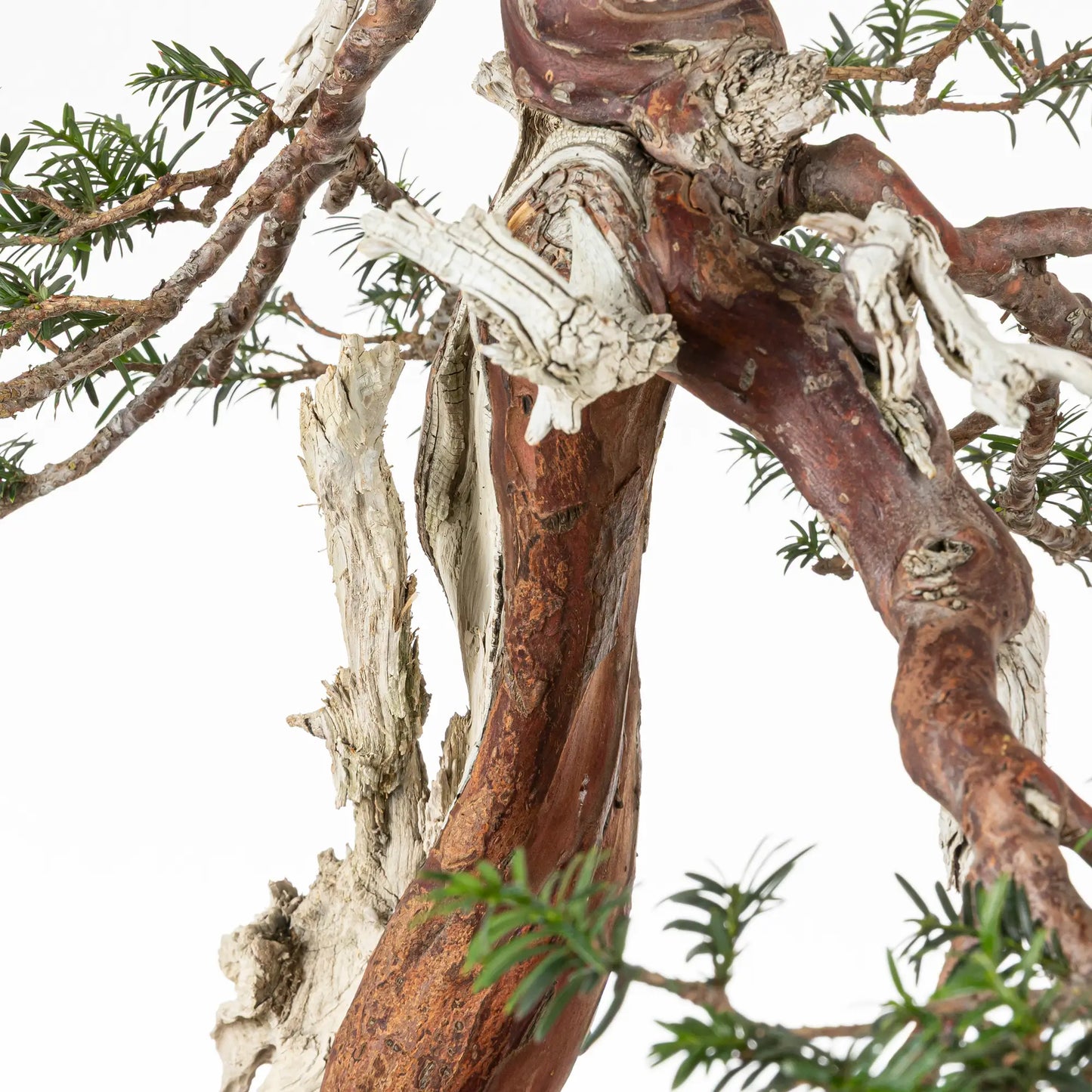 Detalle de maderas y jines de bonsai de tejo.