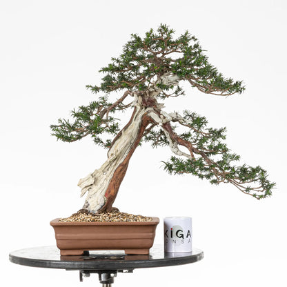 Comparativa de tamaño de bonsai de tejo con una taza de café de la tienda ikigai bonsai.