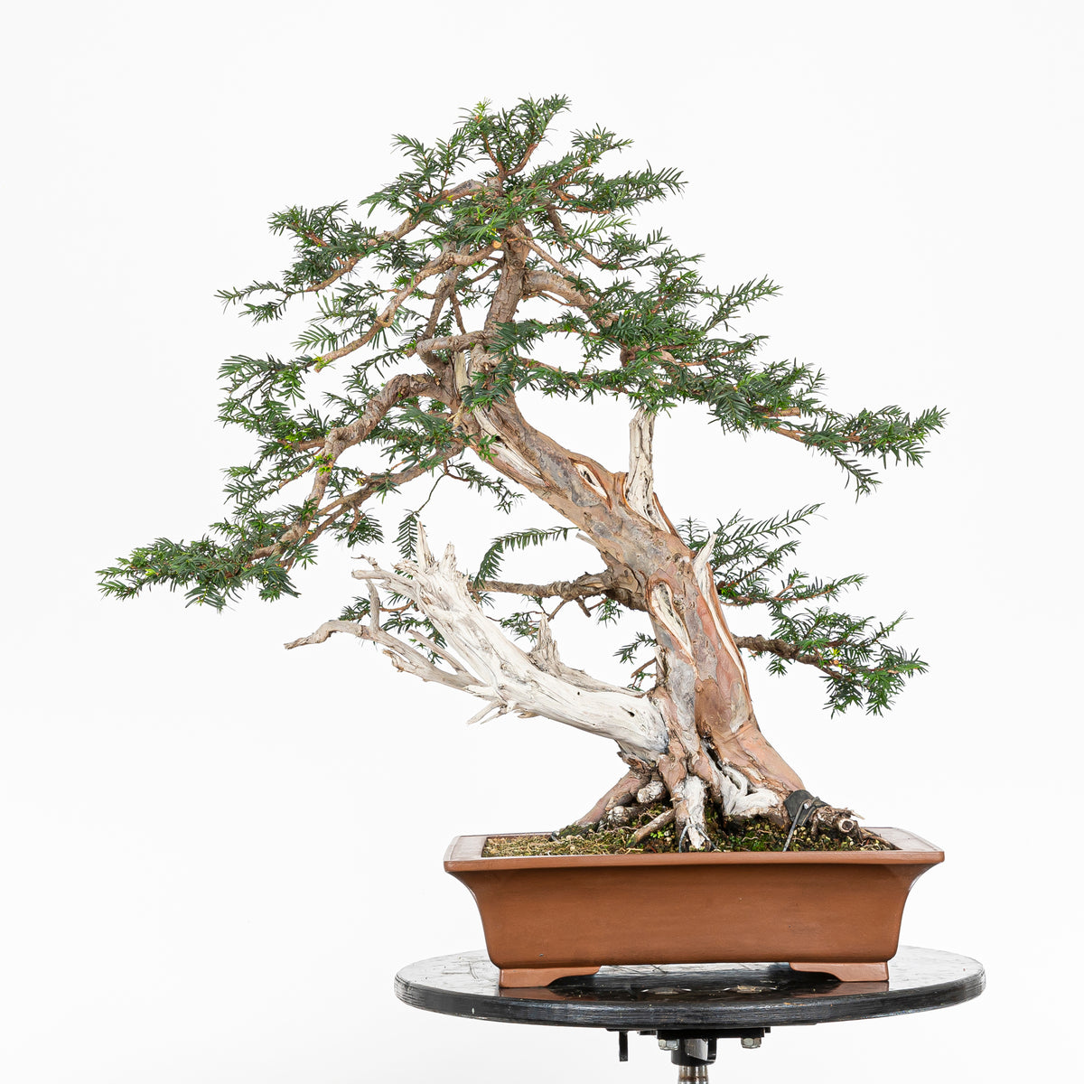 Bonsai - Tejo (Taxus Baccata) - TB10008