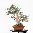 Bonsai - Tejo (Taxus Baccata) - TB10008