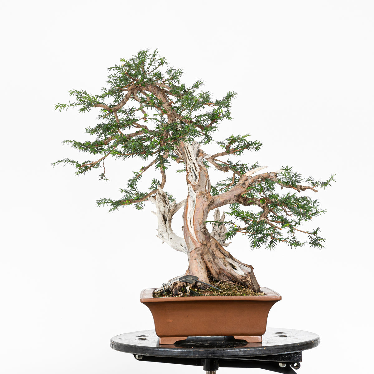 Bonsai - Tejo (Taxus Baccata) - TB10008