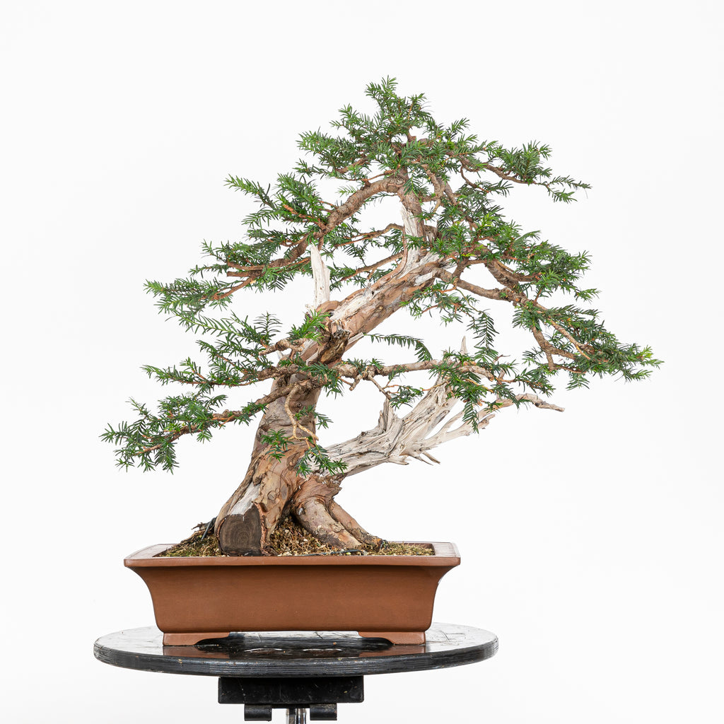 Bonsai - Tejo (Taxus Baccata) - TB10008