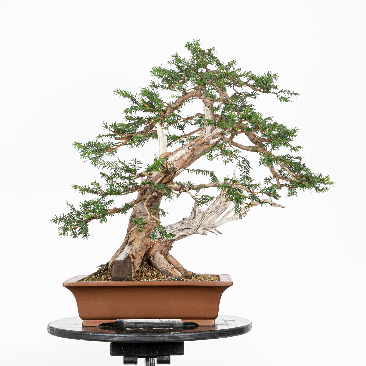 Bonsai - Tejo (Taxus Baccata) - TB10008