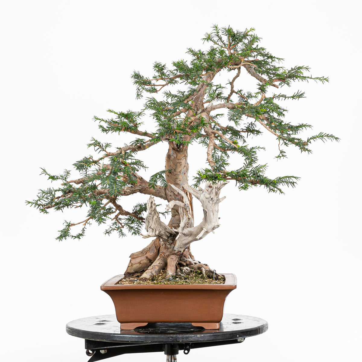 Bonsai - Tejo (Taxus Baccata) - TB10008