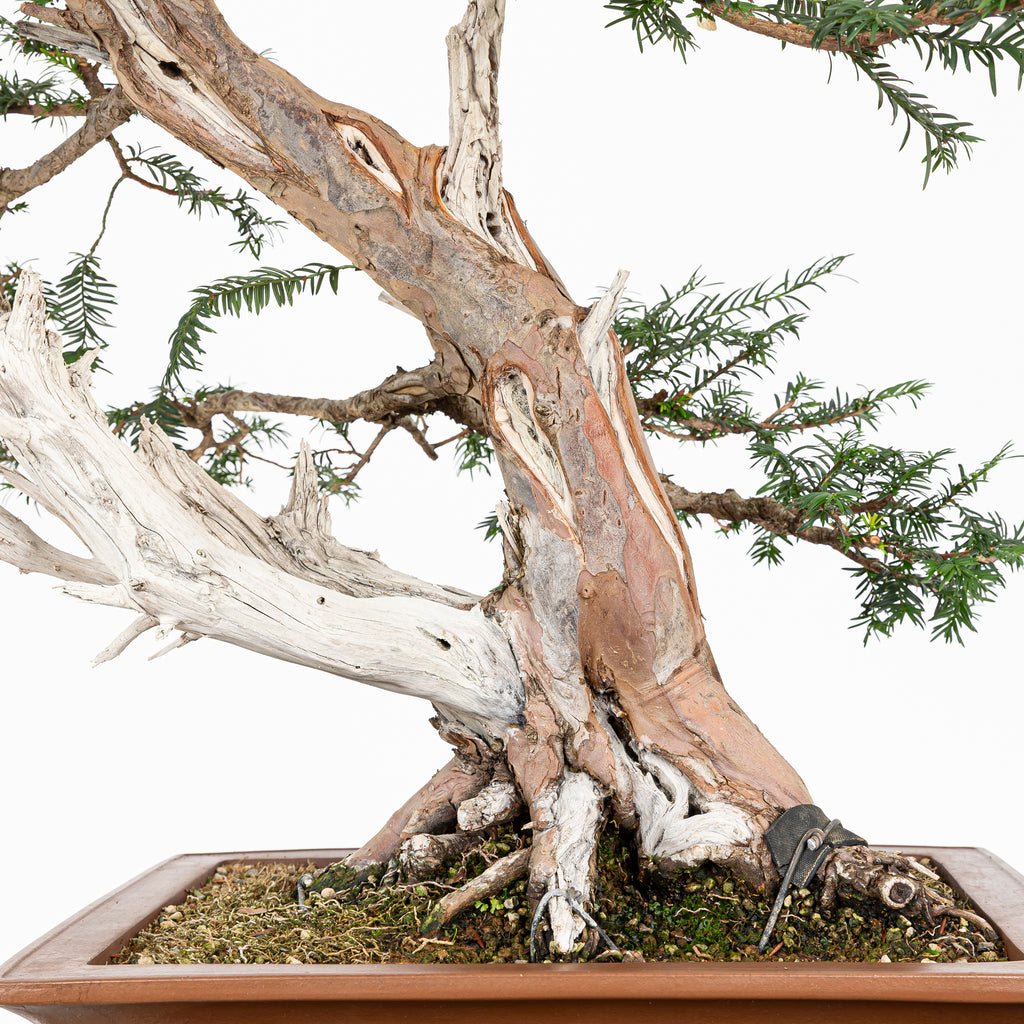 Bonsai - Tejo (Taxus Baccata) - TB10008