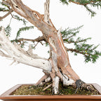 Bonsai - Tejo (Taxus Baccata) - TB10008