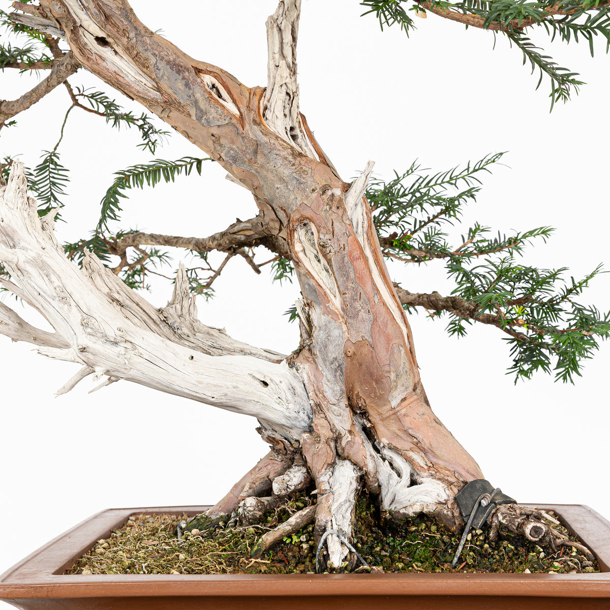 Bonsai - Tejo (Taxus Baccata) - TB10008