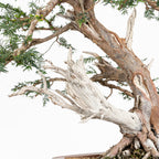 Bonsai - Tejo (Taxus Baccata) - TB10008