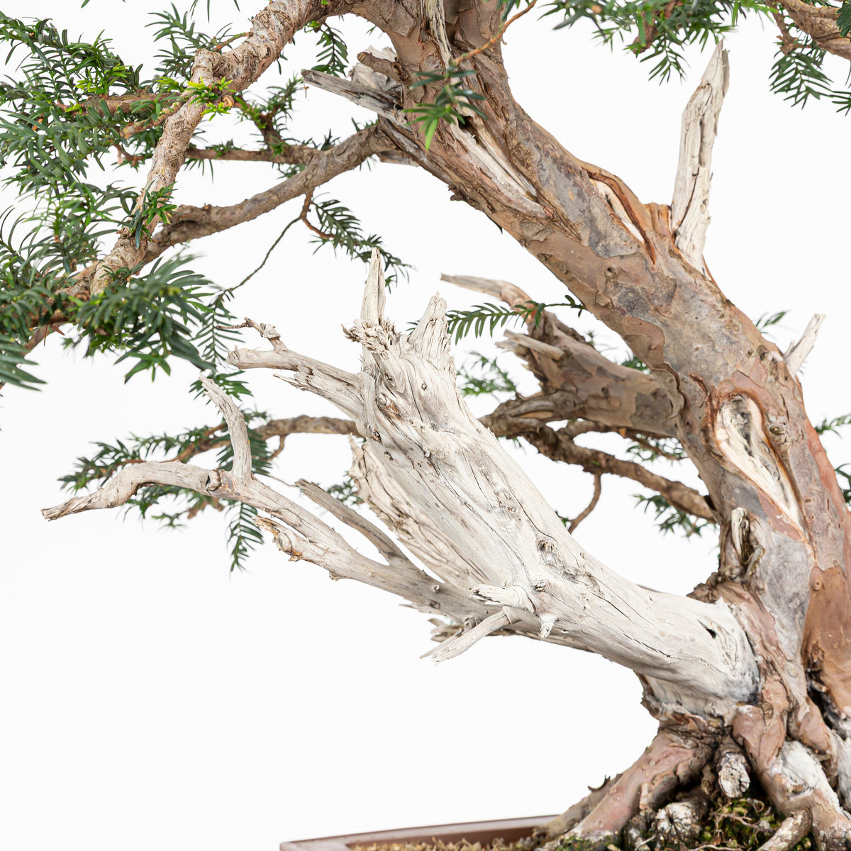 Bonsai - Tejo (Taxus Baccata) - TB10008