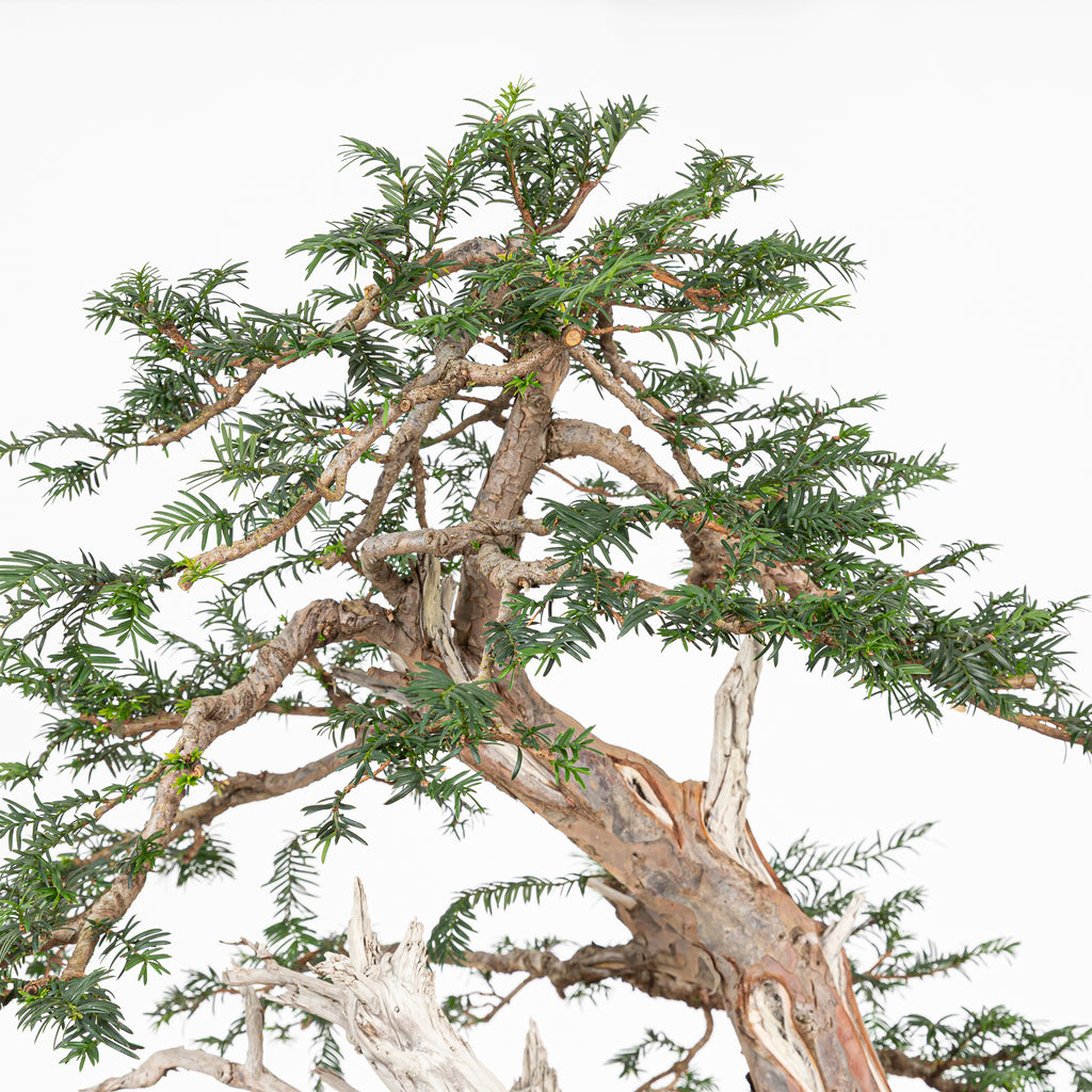 Bonsai - Tejo (Taxus Baccata) - TB10008