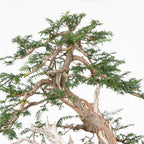 Bonsai - Tejo (Taxus Baccata) - TB10008