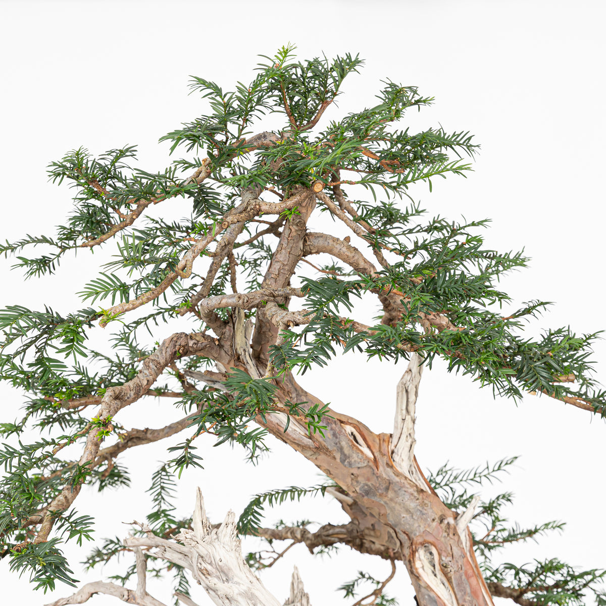 Bonsai - Tejo (Taxus Baccata) - TB10008