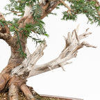 Bonsai - Tejo (Taxus Baccata) - TB10008