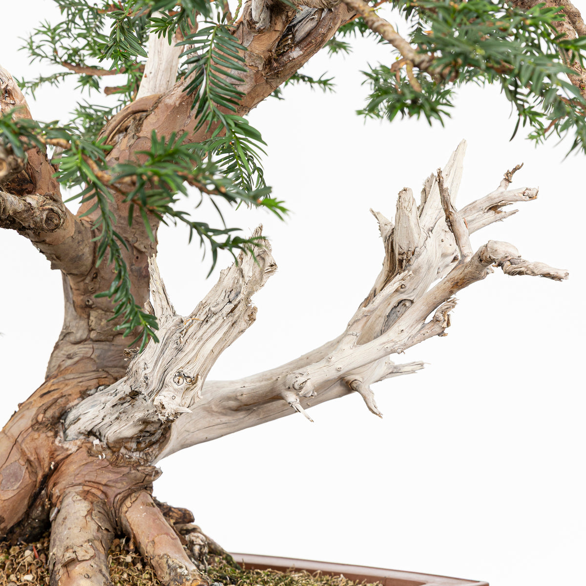 Bonsai - Tejo (Taxus Baccata) - TB10008
