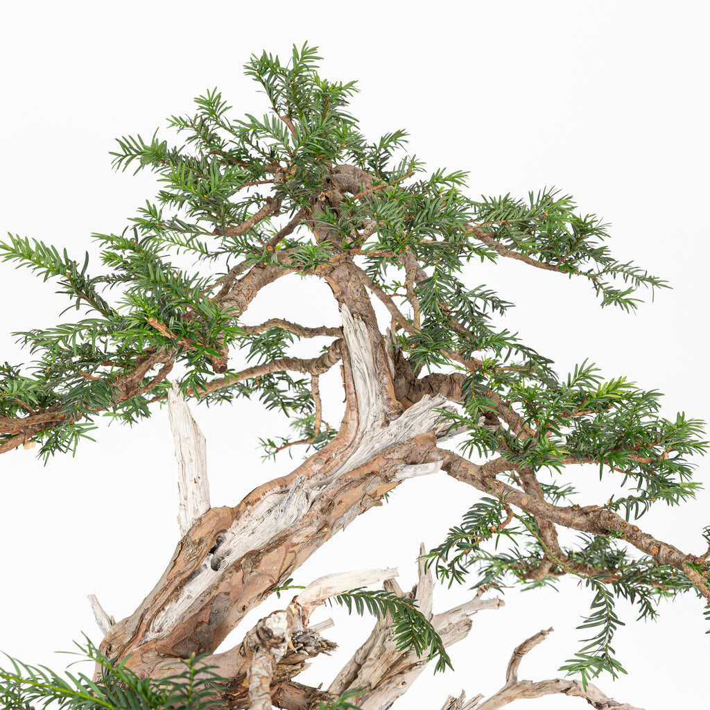 Bonsai - Tejo (Taxus Baccata) - TB10008