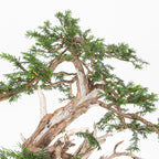 Bonsai - Tejo (Taxus Baccata) - TB10008