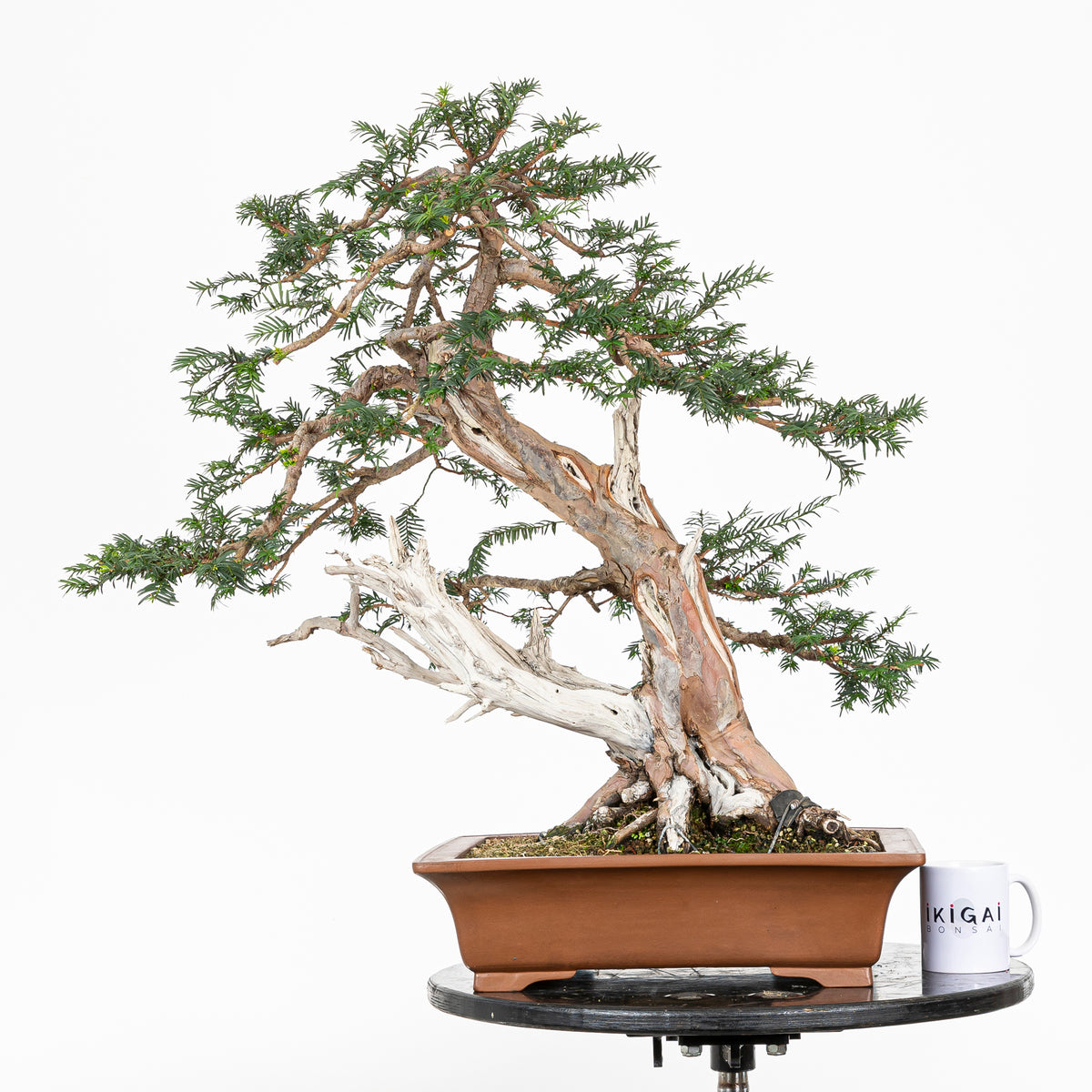 Bonsai - Tejo (Taxus Baccata) - TB10008