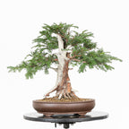 Bonsai - Tejo (Taxus Baccata) - TB10009