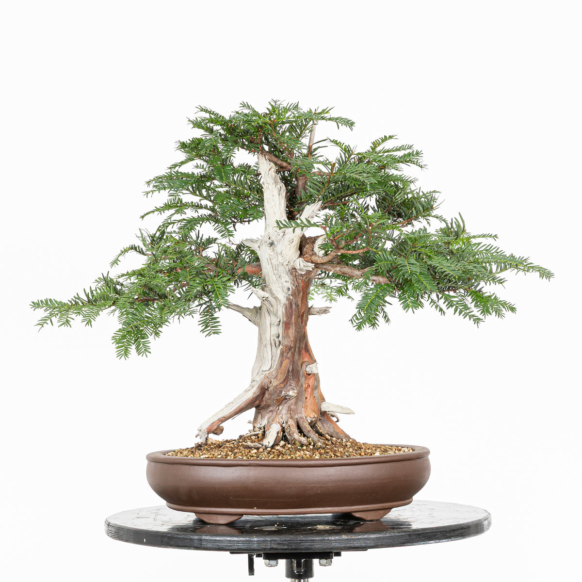Bonsai - Tejo (Taxus Baccata) - TB10009