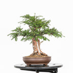 Bonsai - Tejo (Taxus Baccata) - TB10009