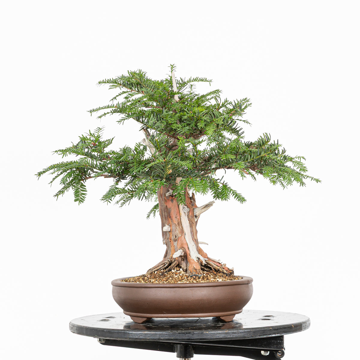 Bonsai - Tejo (Taxus Baccata) - TB10009