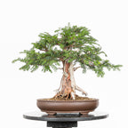 Bonsai - Tejo (Taxus Baccata) - TB10009