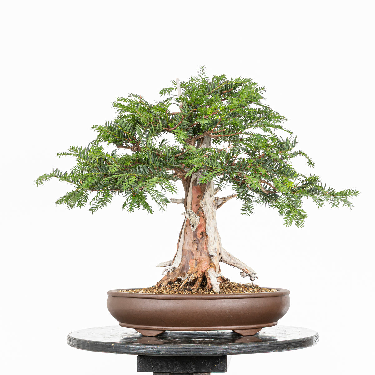 Bonsai - Tejo (Taxus Baccata) - TB10009