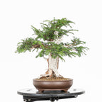 Bonsai - Tejo (Taxus Baccata) - TB10009