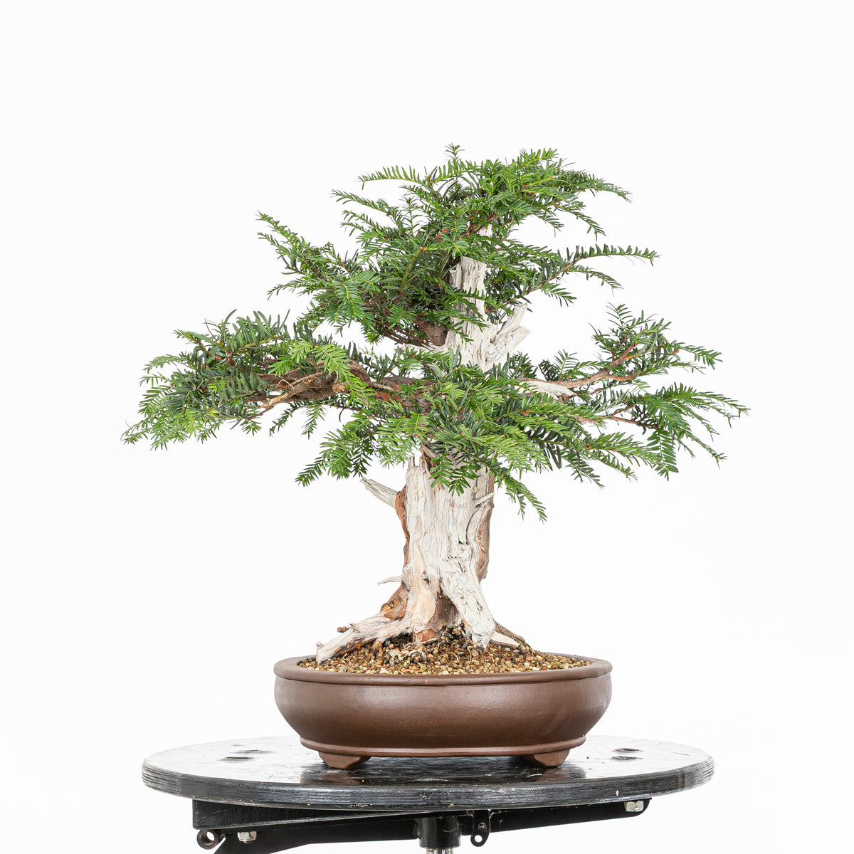 Bonsai - Tejo (Taxus Baccata) - TB10009