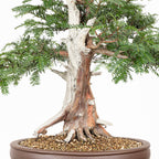 Bonsai - Tejo (Taxus Baccata) - TB10009