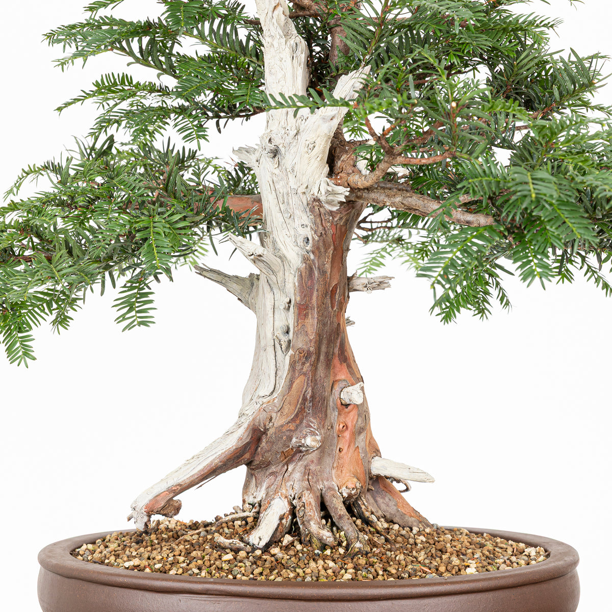 Bonsai - Tejo (Taxus Baccata) - TB10009