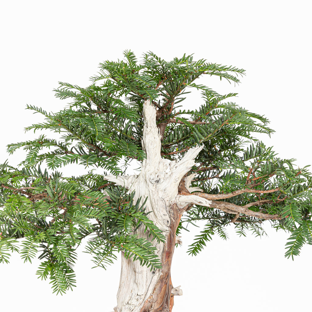 Bonsai - Tejo (Taxus Baccata) - TB10009