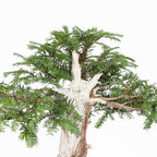 Bonsai - Tejo (Taxus Baccata) - TB10009
