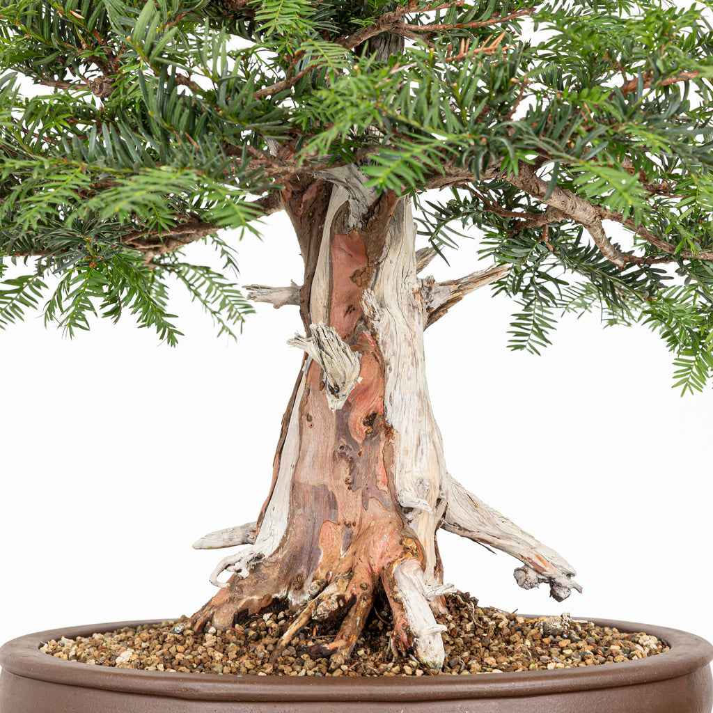 Bonsai - Tejo (Taxus Baccata) - TB10009