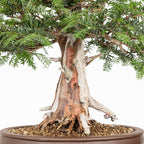 Bonsai - Tejo (Taxus Baccata) - TB10009