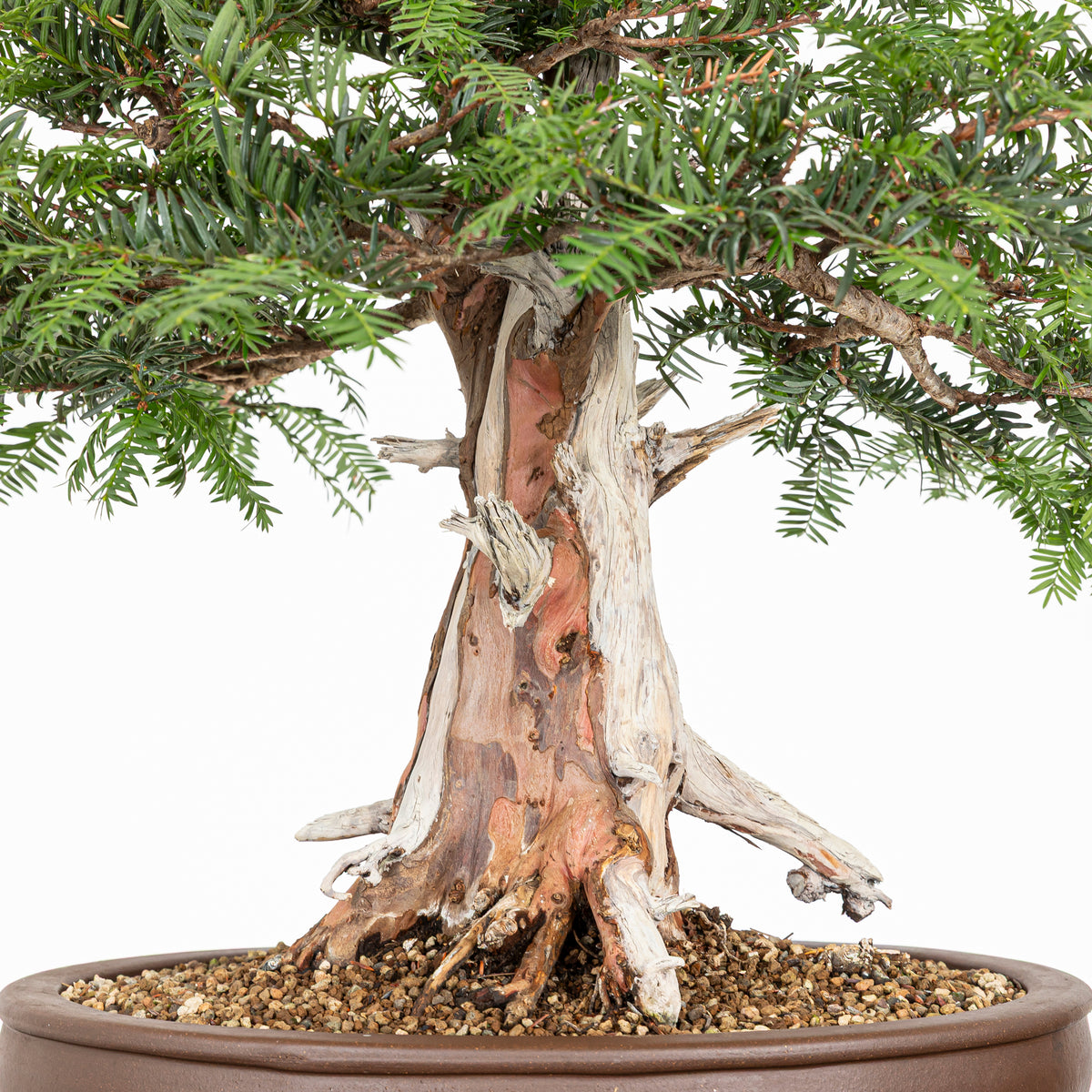 Bonsai - Tejo (Taxus Baccata) - TB10009