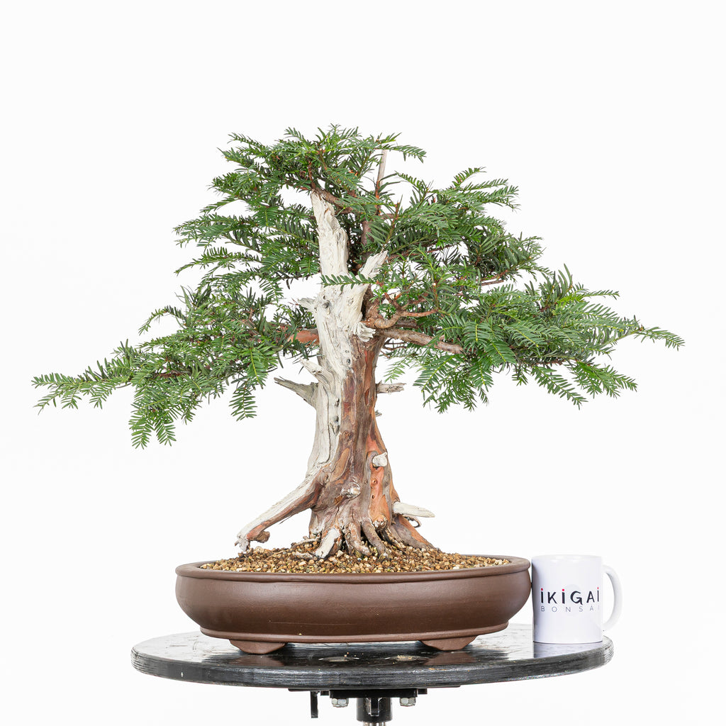 Bonsai - Tejo (Taxus Baccata) - TB10009