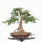 Bonsai - Tejo (Taxus Baccata) - TB10009