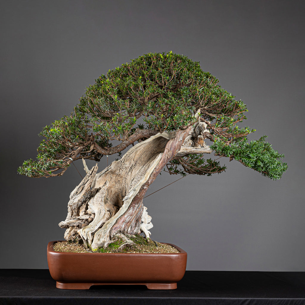 Bonsái "Imperial" - Tejo Japonés (Taxus Cuspidata)