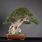 Bonsái "Imperial" - Tejo Japonés (Taxus Cuspidata)