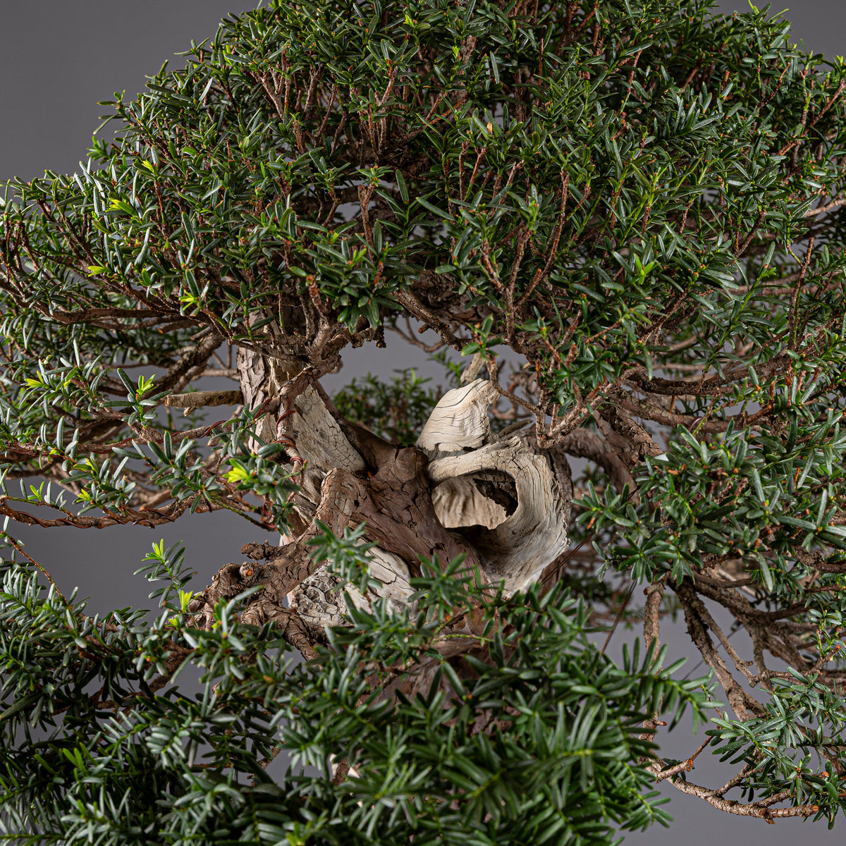 Bonsái "Imperial" - Tejo Japonés (Taxus Cuspidata)